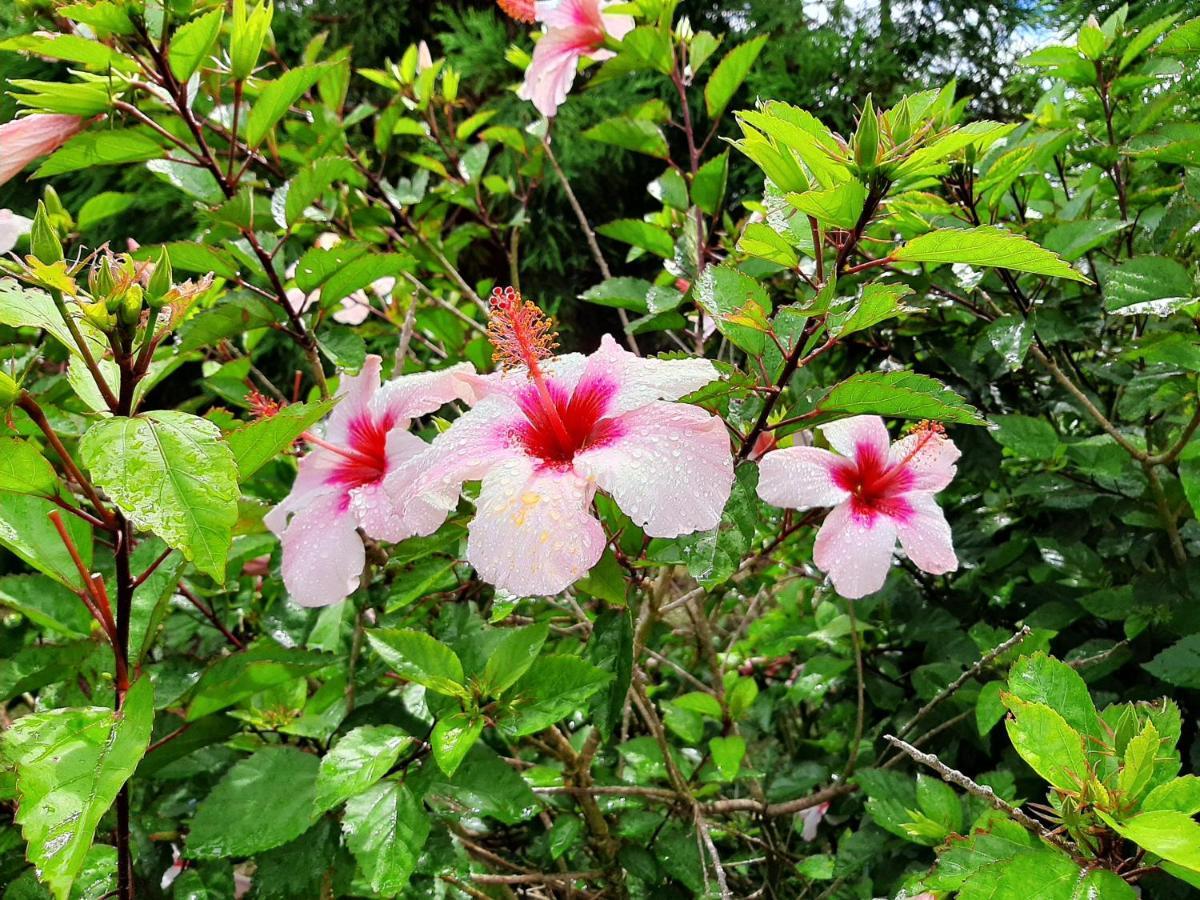 Quinta Das Primas Lomba  Bagian luar foto